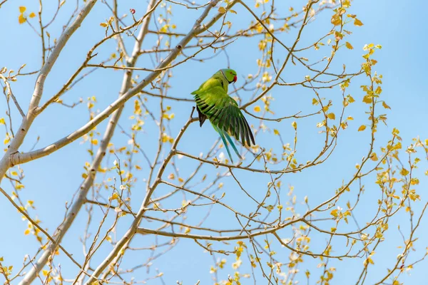 Dalı kırmızı gagası ile doğada ücretsiz papağan.