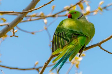 Dalı kırmızı gagası ile doğada ücretsiz papağan.