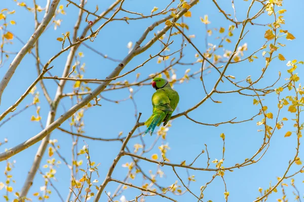 Dalı kırmızı gagası ile doğada ücretsiz papağan.