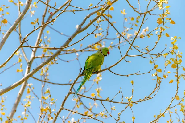 Papegaai op tak vrij in de natuur met een rode snavel. — Stockfoto