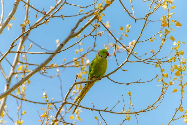 Papegaai op tak vrij in de natuur met een rode snavel. — Stockfoto