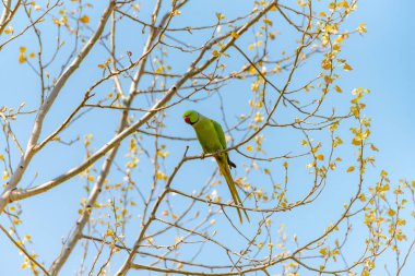 Dalı kırmızı gagası ile doğada ücretsiz papağan.