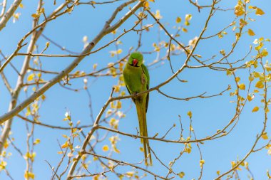 Dalı kırmızı gagası ile doğada ücretsiz papağan.