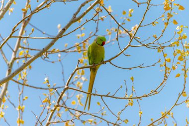 Dalı kırmızı gagası ile doğada ücretsiz papağan.