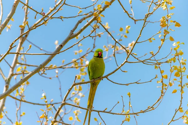 Dalı kırmızı gagası ile doğada ücretsiz papağan.