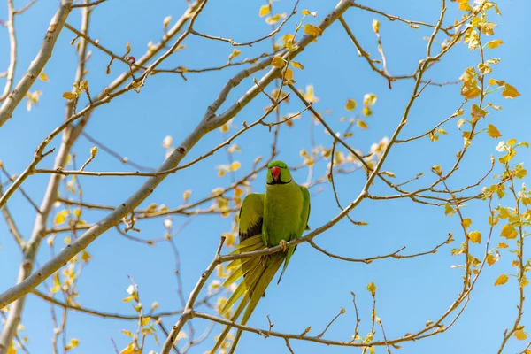 Papagei am Ast frei in der Natur mit rotem Schnabel. — Stockfoto