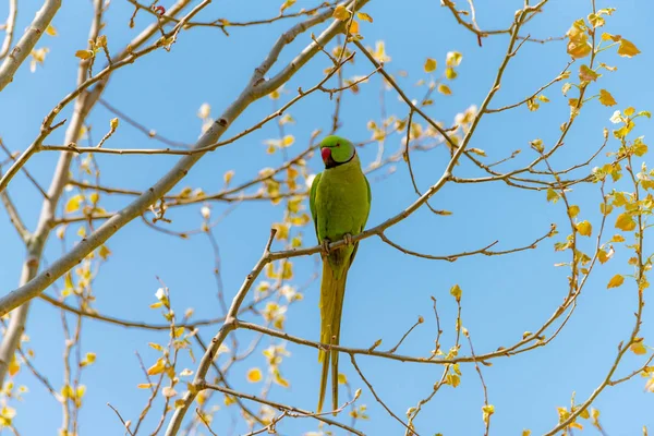 Папуга на гілці, вільний характер з червоним дзьобом. — стокове фото