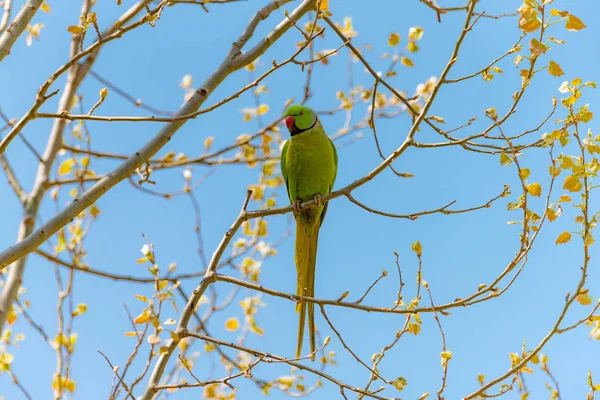 Papoušek na větvi v přírodě s červeným zobákem zdarma. — Stock fotografie