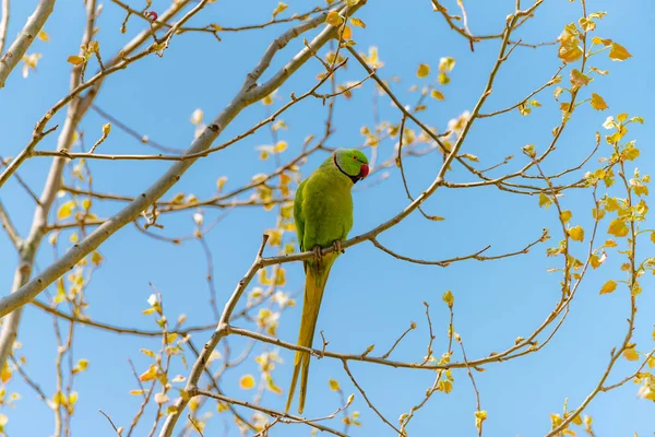 Loro en rama libre en la naturaleza con un pico rojo . — Foto de Stock