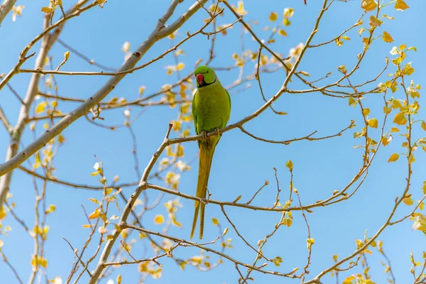 Papegoja på gren gratis i naturen med röd näbb. — Stockfoto