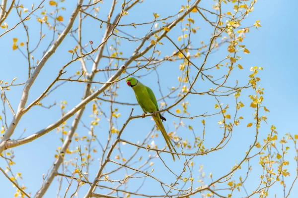 Dalı kırmızı gagası ile doğada ücretsiz papağan.