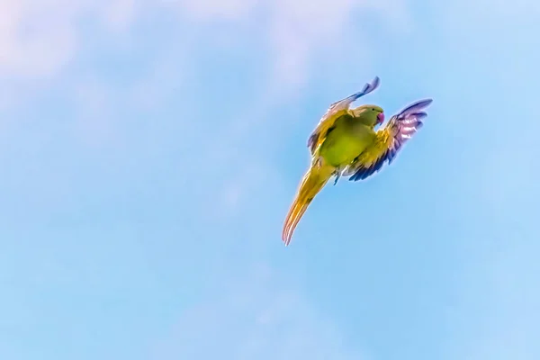 Pappagallo in verde rosso e giallo Colori volanti. — Foto Stock