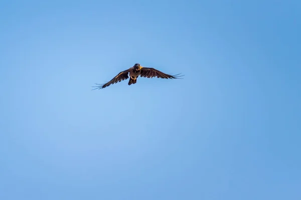 Un par de Ravens. Muerte, segador. — Foto de Stock