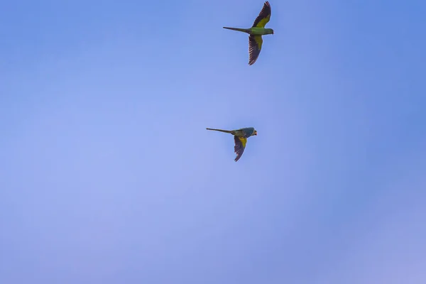 Cute Pair of Parrots Flying.