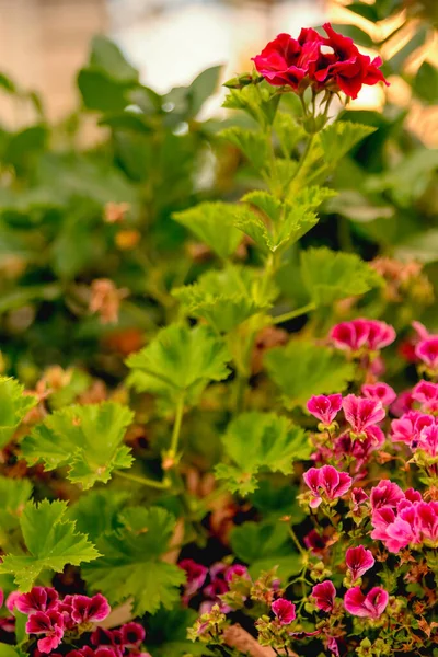 Güller ve Papatya tarlası çiçekleri sınırı. Güzel doğa sahnesi.