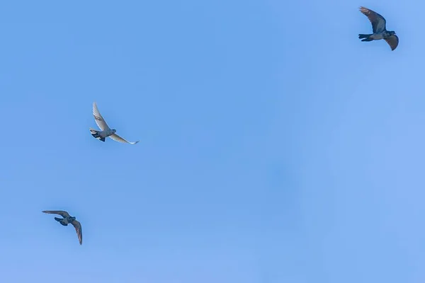 Pomba branca no céu azul . — Fotografia de Stock