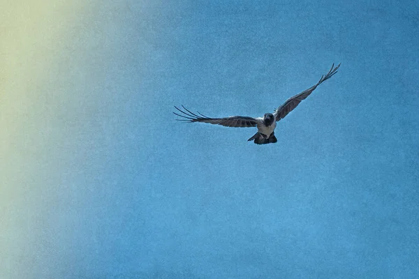 Bir çift Kuzgun. Ölüm, ölüm meleği.