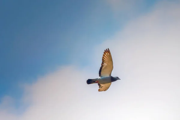 White dove in blue sky. — Stock Photo, Image