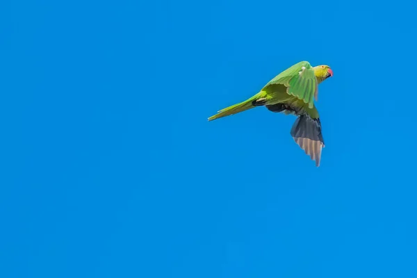 Şirin papağan Uçuyor.