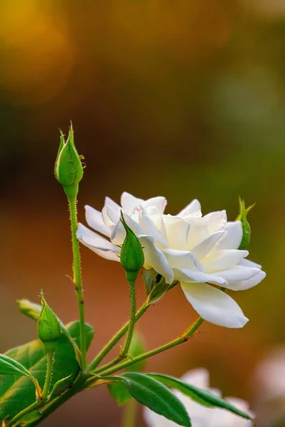 Λευκό Τριαντάφυλλο Στο Ηλιοβασίλεμα Χρυσό Φόντο — Φωτογραφία Αρχείου