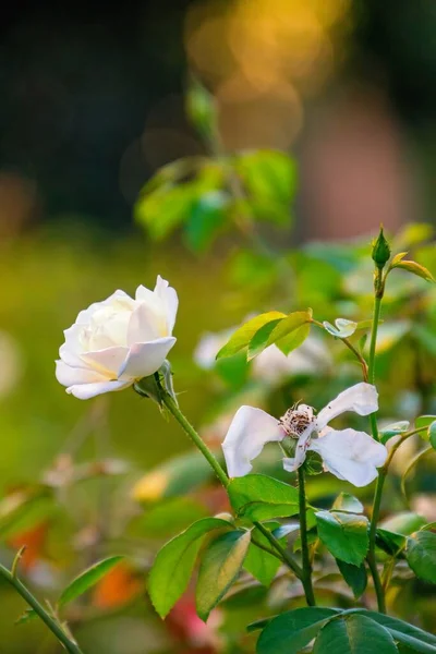 Λευκό Τριαντάφυλλο Στο Ηλιοβασίλεμα Πράσινο Φόντο — Φωτογραφία Αρχείου