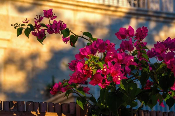 Flores Rosadas Atardecer Con Fondo Dorado — Foto de Stock