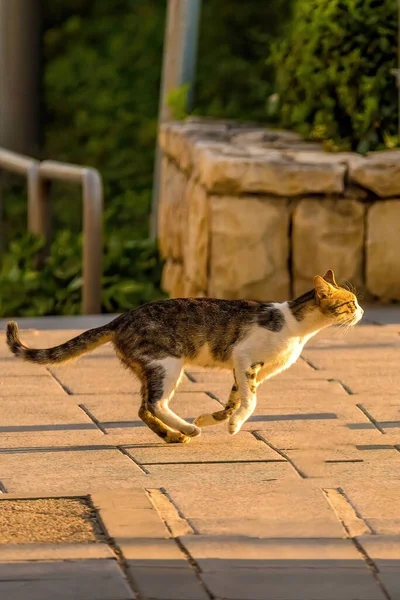 Um gato andando em uma rua — Fotografia de Stock