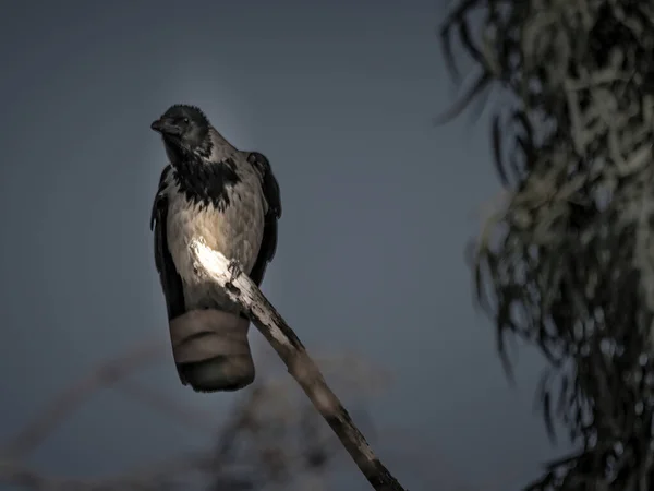 Retrato oscuro de un cuervo cuervo cuervo negro sobre fondo negro. — Foto de Stock