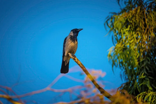 Retrato escuro de um pássaro corvo corvo preto sobre fundo preto. — Fotografia de Stock