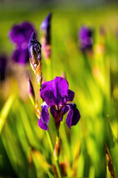 Een close-up van een bloem. Hoge kwaliteit foto. — Stockfoto