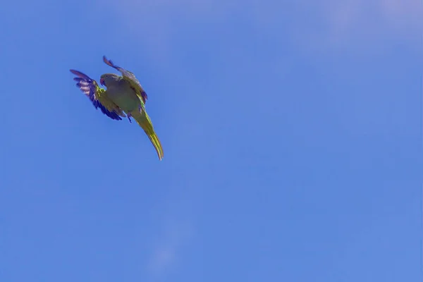 Um pássaro voando no céu Foto de alta qualidade. — Fotografia de Stock