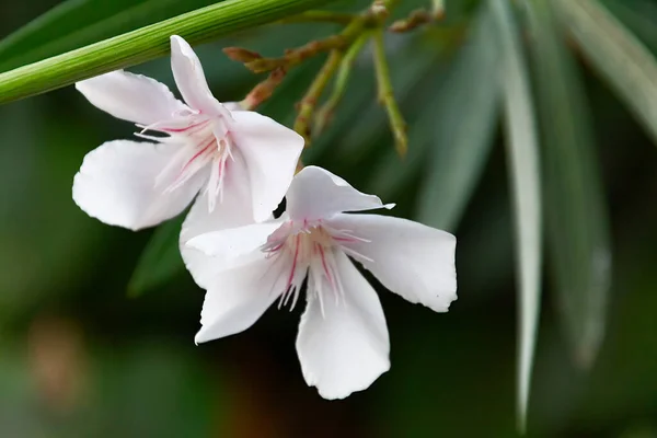 Bir çiçeğe yakın çekim, yüksek kaliteli bir fotoğraf..