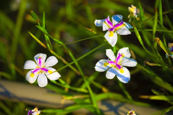 Bir çiçeğin yakın çekimi Yüksek kaliteli bir fotoğraf.