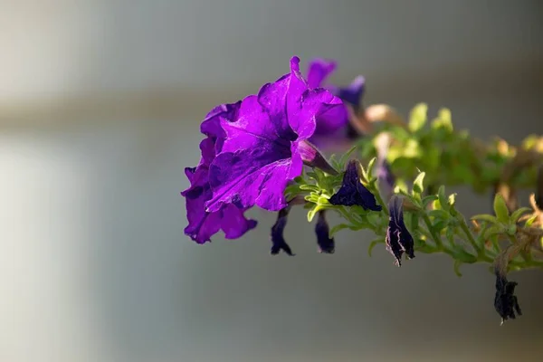 Een close-up van een bloem Hoge kwaliteit foto. — Stockfoto