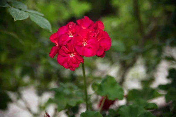 Bir çiçeğin yakın çekimi Yüksek kaliteli bir fotoğraf.