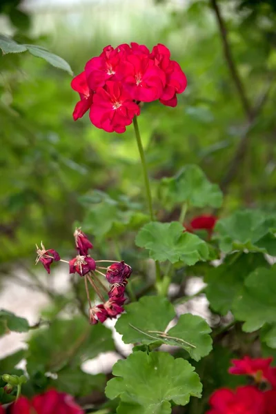 Un primer plano de una flor Foto de alta calidad. —  Fotos de Stock