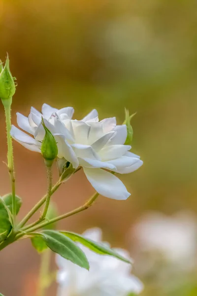 Un gros plan d'une fleur Photo de haute qualité. — Photo