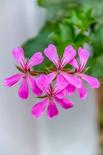 Bir çiçeğin yakın çekimi Yüksek kaliteli bir fotoğraf. — Stok fotoğraf