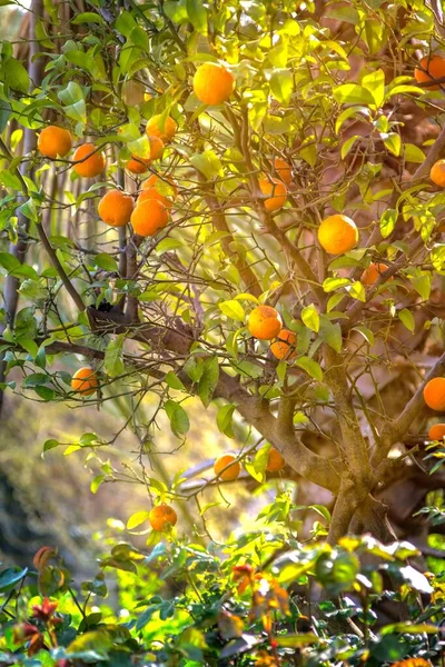 Joukko appelsiineja roikkuu puusta — kuvapankkivalokuva