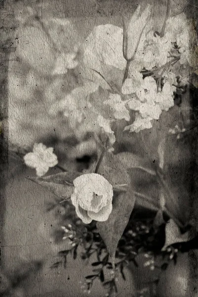 Bir çiçeğin yakın çekimi Yüksek kaliteli bir fotoğraf. — Stok fotoğraf