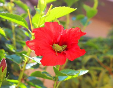 Girit adasında, Yunanistan 'da bir çekirgeyle kırmızı amber