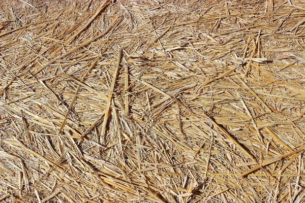 Texture of dry hay, mowed dry grass texture — Stock Photo, Image