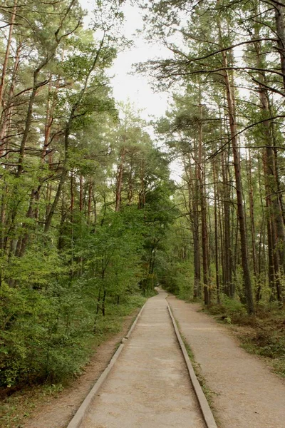 Curonian Spit, Kaliningrad bölgesi, Rusya