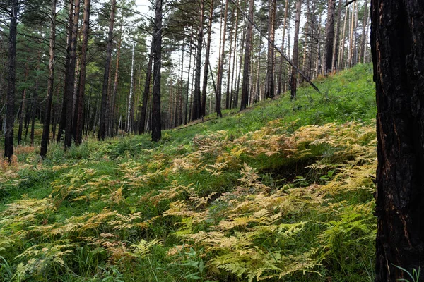 Siberian Forest Höst Ljusa Färger — Stockfoto