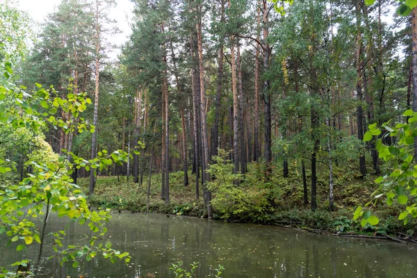 Forêt Sibérienne Automne Couleurs Vives — Photo