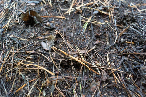 Sibirya Karınca büyük orman planı ormanlar