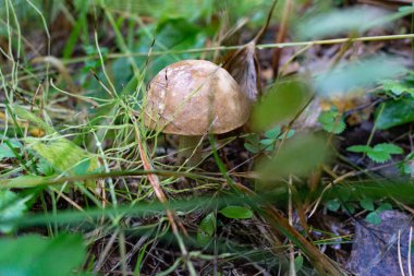 Sonbahar boletus mantar Sibirya ormanı