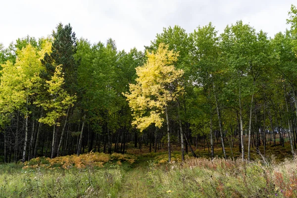 Siberian Floresta Outono Cores Brilhantes — Fotografia de Stock