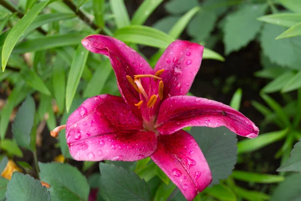 Růžový Kytič Lily — Stock fotografie