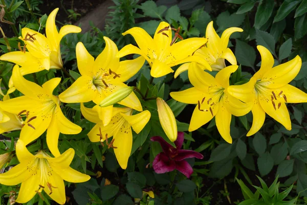 Květinová Žlutá Rostliny — Stock fotografie